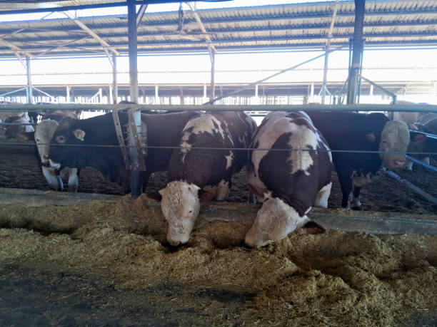 istock Cows in a farm. Dairy cows in a farm 2177977463