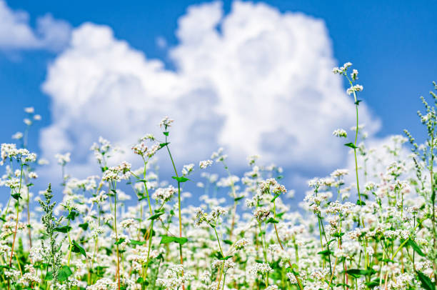 Blossom buckwheat flowers against blue sky with white clouds. Low viewing angle. Selective focus