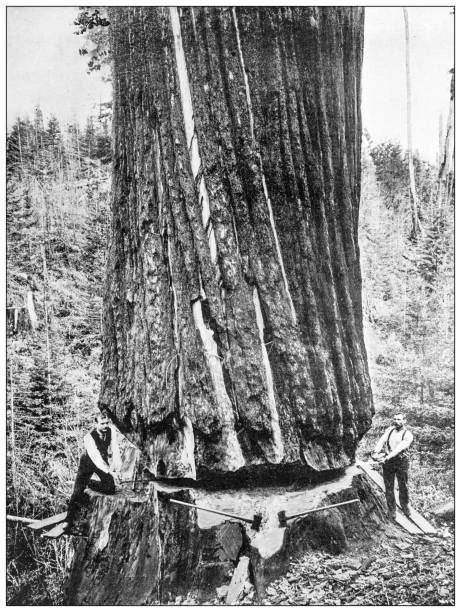 istock History and landmarks of USA: Giant Sequoia, California 2177981806