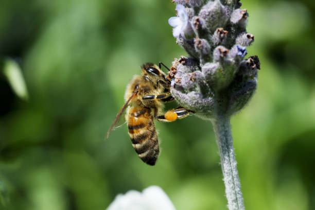 bee on a lavender and primrose flower with sun