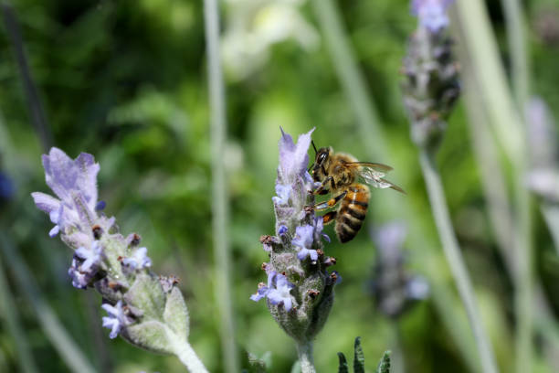 bee on a lavender and primrose flower with sun