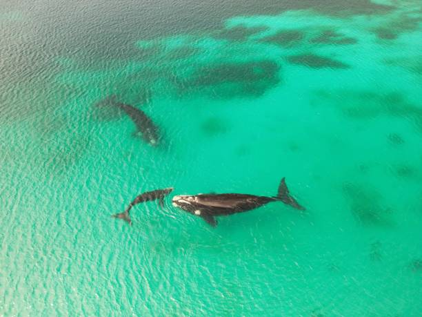 Aerial view of whales swimming in clear turquoise waters, showcasing marine life in its natural habitat.