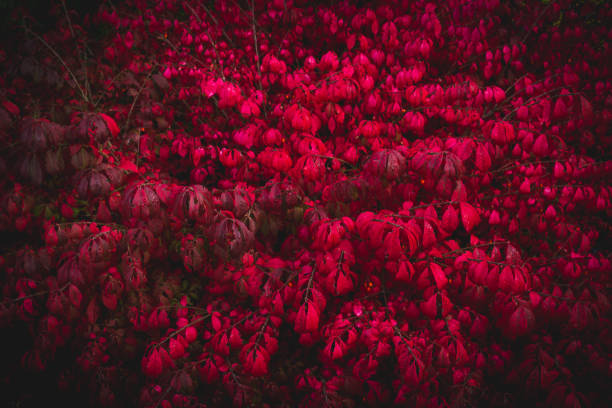 Garden in october autumn burning bush winged spindle tree Euonymus alatus Compactus wallpaper or background