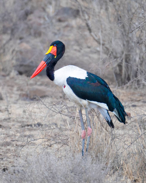 Side view in Kruger National Park
