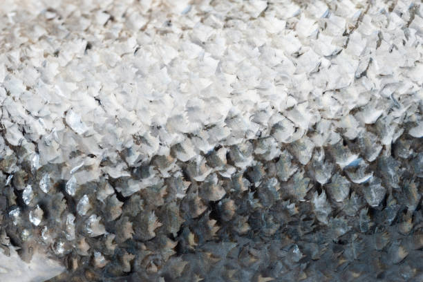Salmon texture. Salmon skin texture close-up. Selective soft focus