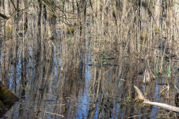 A recording of a densely overgrown swamp was taken in early spring