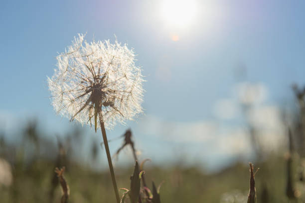 Photo of an yellow Dandelion flower blossom bloom and grow on a blue background.  After flowering is finished, the dandelion flower head dries out for a day or two. The dried petals and stamens drop off, the bracts reflex (curve backwards), and the parachute ball opens into a full sphere. Taraxacum  is a large genus of flowering plants in the family Asteraceae, which consists of species commonly known as dandelions. The scientific and hobby study of the genus is known as taraxacology. The genus is native to Eurasia and North America, but the two most commonplace species worldwide, T. officinale (the common dandelion) and T. erythrospermum (the red-seeded dandelion), were introduced from Europe into North America, where they now propagate as wildflowers.[