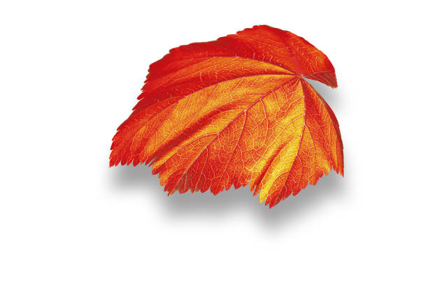 Closeup of autumn red leaf with shadow over white background.