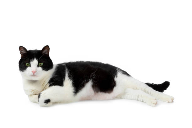 Cute cat eats isolated on a white background. A black cat poses in a studio for print and advertising.Portrait of a little kitten.Treats for animals. Food for animals.Obesity in animals. Excess weight