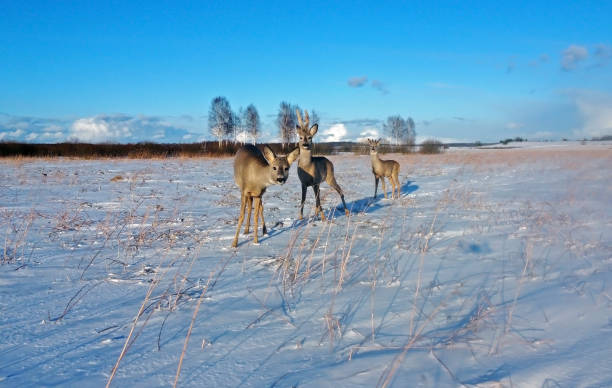 Three roe deer on the snowy field. European roe deer (Capreolus capreolus).