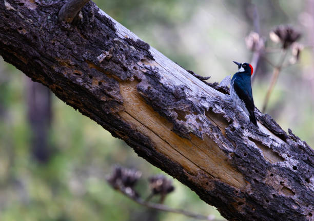 Acorn Woodpecker perched atop slanted, fallen dead tree trunk marked by bark showing drilled holes in Coronado National Forest of Chiricahua Mountains in Southeast Arizona