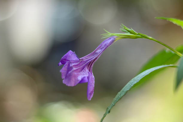 Selective focus on purple flower. Blooming Mexican petunia close-up.