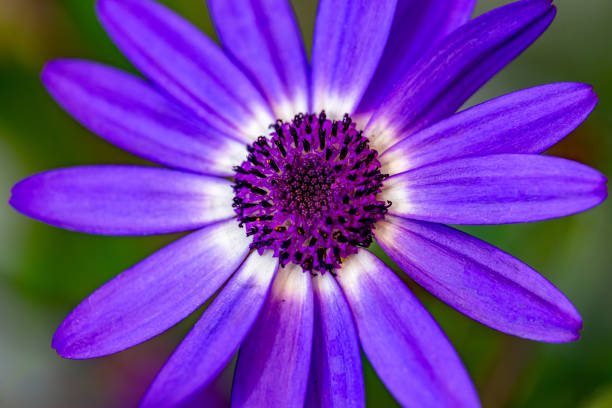 A somewhat edgy looking image of a purple daisy. This isn't your grandmother's daisy. Although, I don't actually know your grandmother,  so maybe this is right up her alley. My apologies if I messed with your Grandmother's street cred.