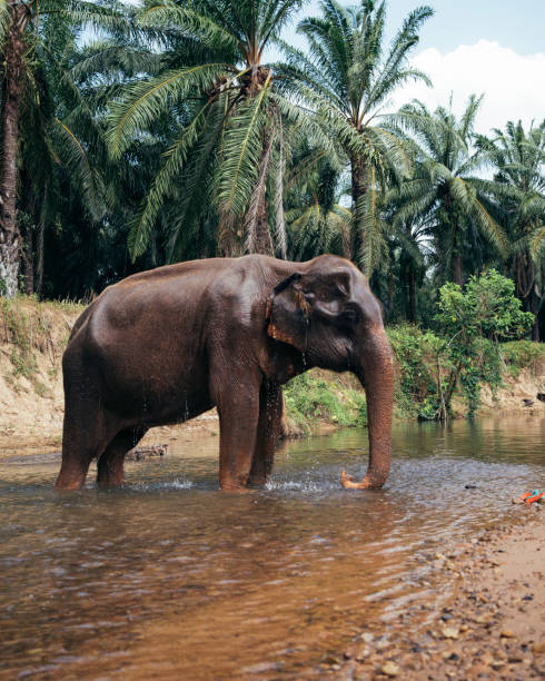 istock Elephant relaxing after having fun in the river. 2177990250