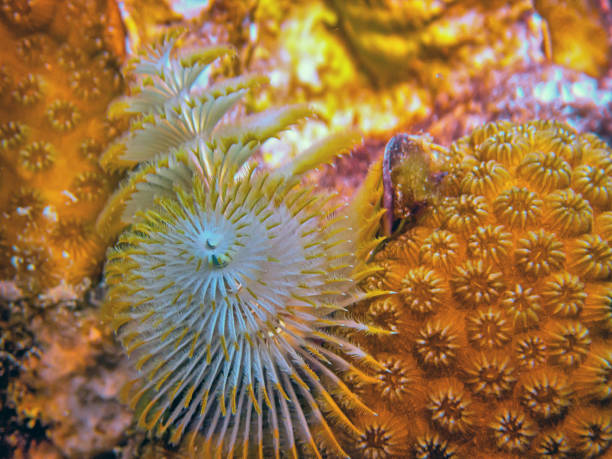 istock Spirobranchus giganteus, Christmas tree worms 2177990383