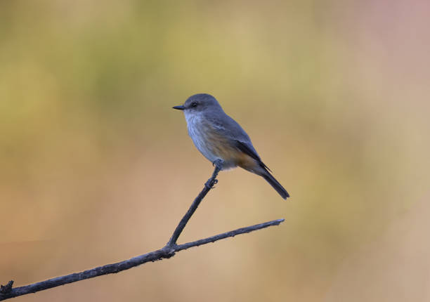 istock Female Vermillion Flycatcher perched against bokeh copy space 2177990529