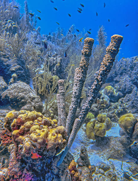 istock branching vase sponge,Callyspongia ,Cladochalina, aculeata 2177990748