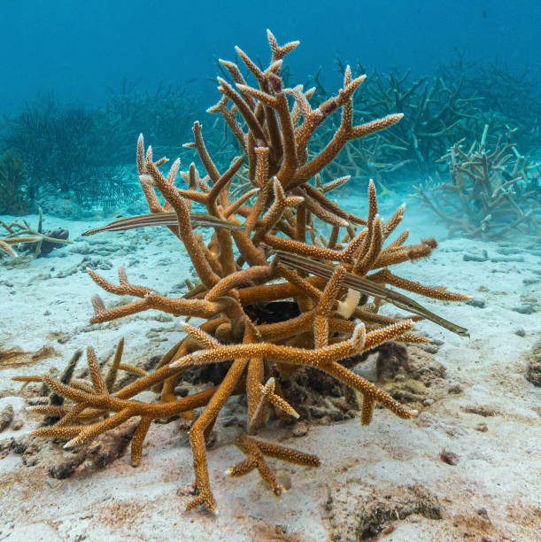 istock staghorn coral ,Acropora cervicornis 2177990796