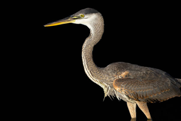 The pond heron standing quietly by the lake