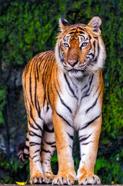 istock A fearsome and ferocious wild tiger 2177991680
