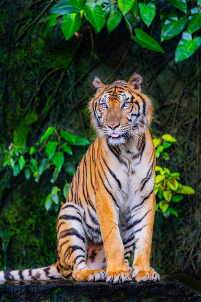 istock A fearsome and ferocious wild tiger 2177991704