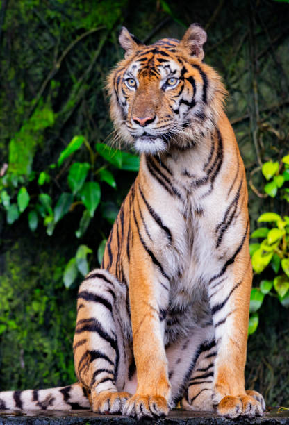 istock A fearsome and ferocious wild tiger 2177991734