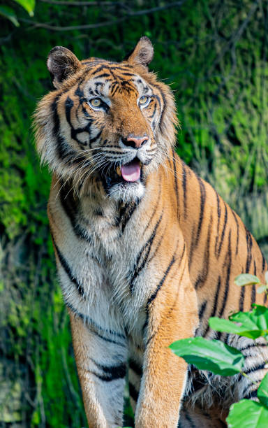 istock A fearsome and ferocious wild tiger 2177991737