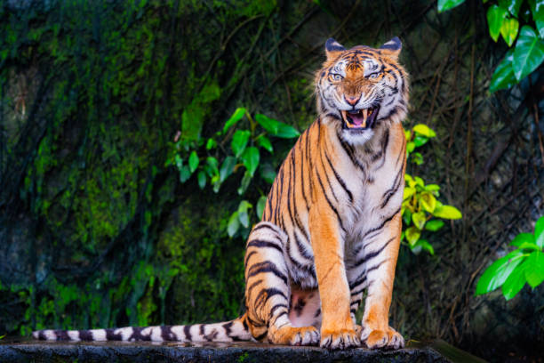 istock A fearsome and ferocious wild tiger 2177991739