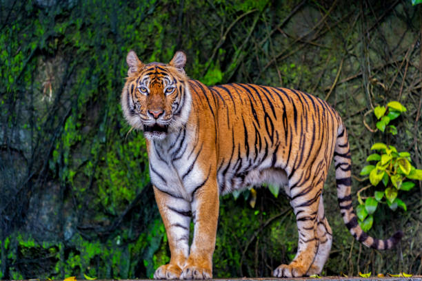 istock A fearsome and ferocious wild tiger 2177991785