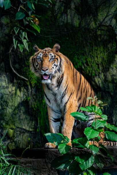 istock A fearsome and ferocious wild tiger 2177991786