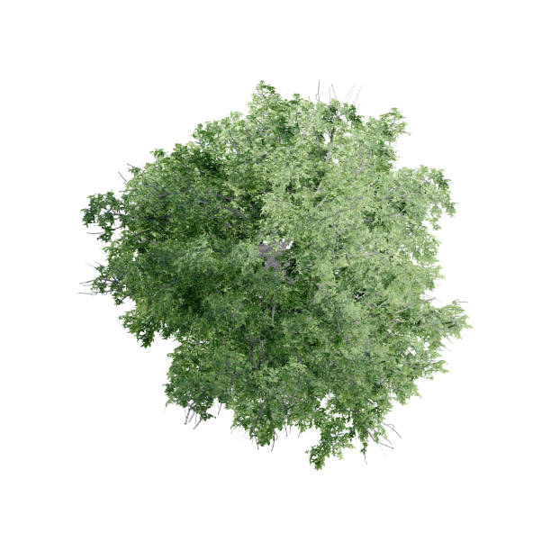 istock tree top view plant landscape architecture nature garden aerial render. 2177991795