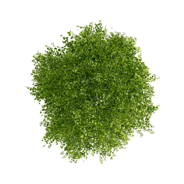 istock tree top view plant landscape architecture nature garden aerial render. 2177991825