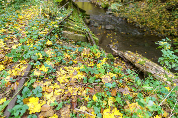 Abandoned railway track in deciduous forest with small rocks and stream in autumn with fallen leaves