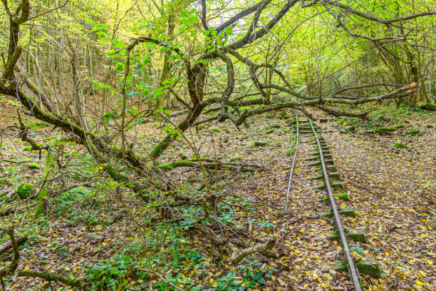Abandoned railway track in deciduous forest at autumn with fallen leaves