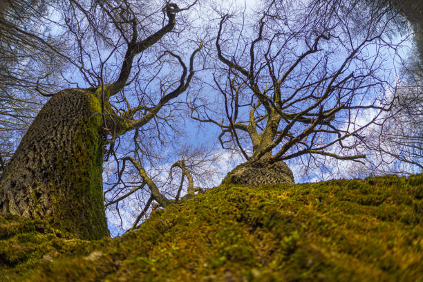Large tree trunk and branches of an oak tree