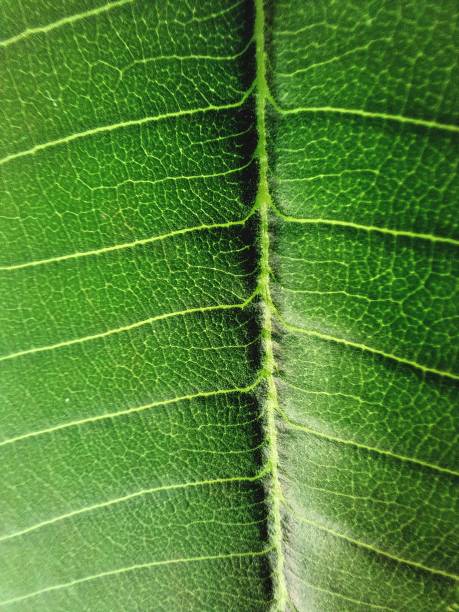 istock Full Frame Photo of Green Leaf 2177993095