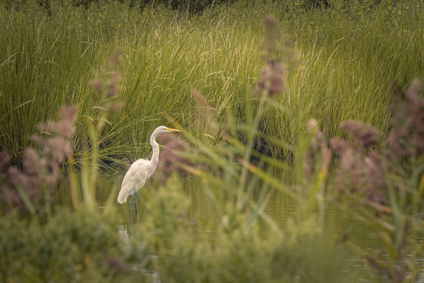 istock Egret Bird in Meadowlands 2177993886