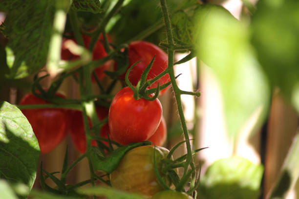 istock Red cute small tomatoes waiting to be picked 2177994127