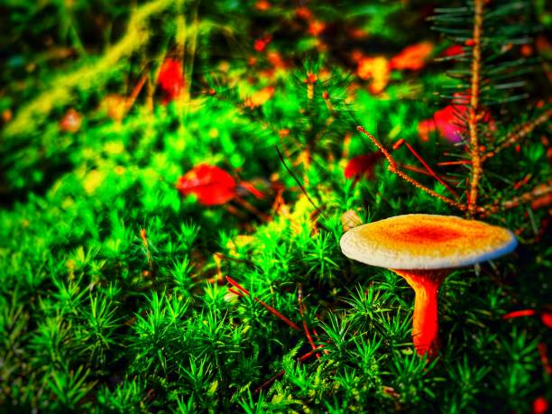 Green mossy fern in autumn forest with mushrooms on it