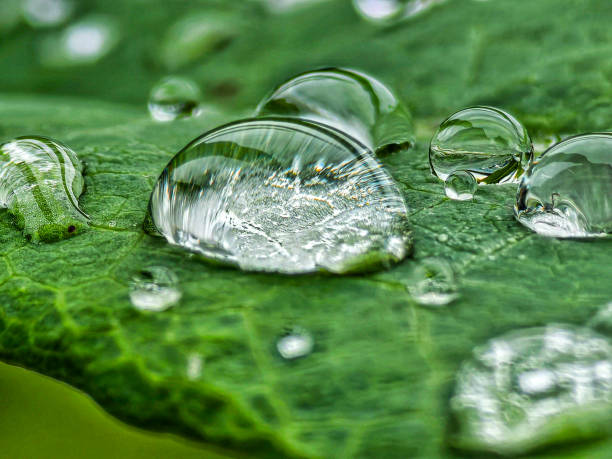 istock After the rain, the green leaves still have raindrops on them 2177995457