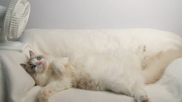 istock White cat lying in front of a white electric fan. 2177995838