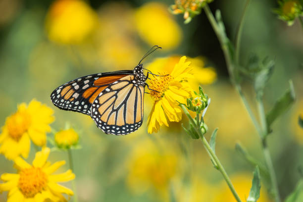 istock Monarch butterfly feeding on yellow autumn flowers 2177996894