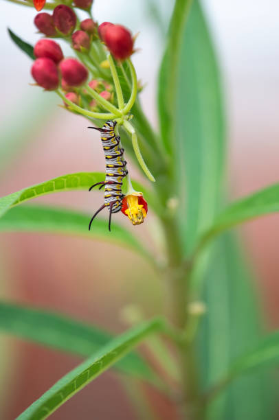 Queen butterfly (Danaus gilippus) Caterpillar feeding on garden milkweed flowers in Texas summer