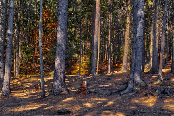 Autumn overgrown forest thicket with fir trees and stone rocks