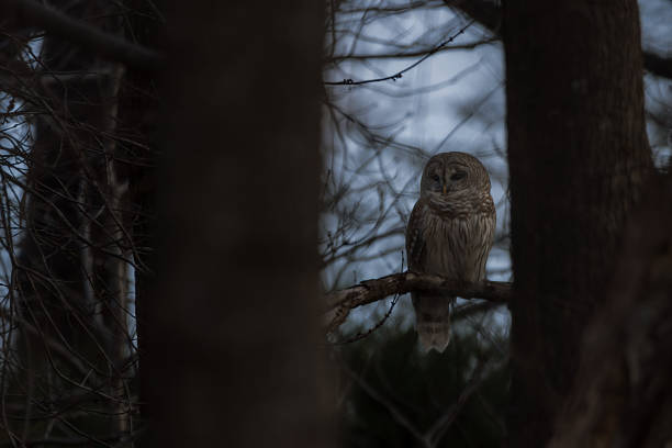 istock Barred Owl in the Woods 2178000830