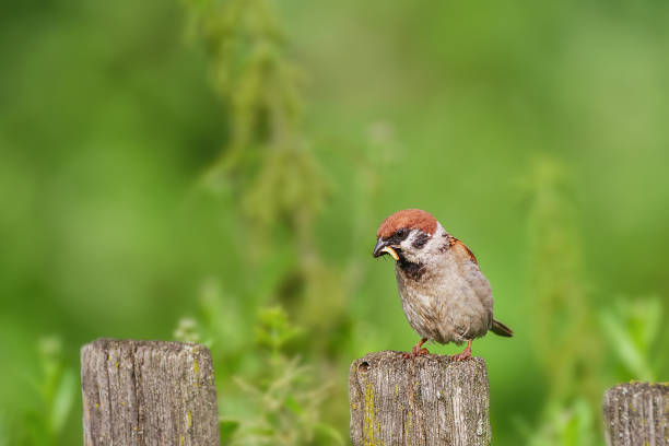 istock closeup of a House sparrow standing on a tree.. 2178001082