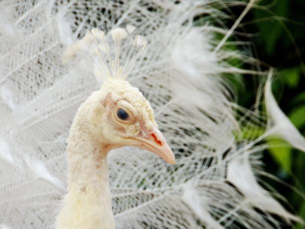 istock Close up of white peacock 2178001547