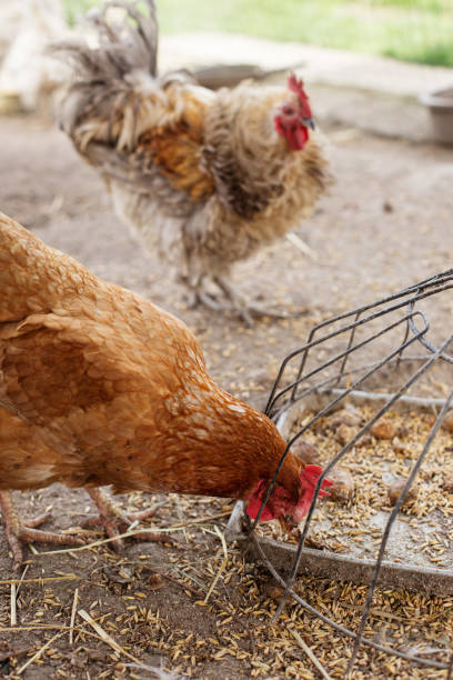 istock Chickens eating grain in farm enclosure. Farming. 2178002469