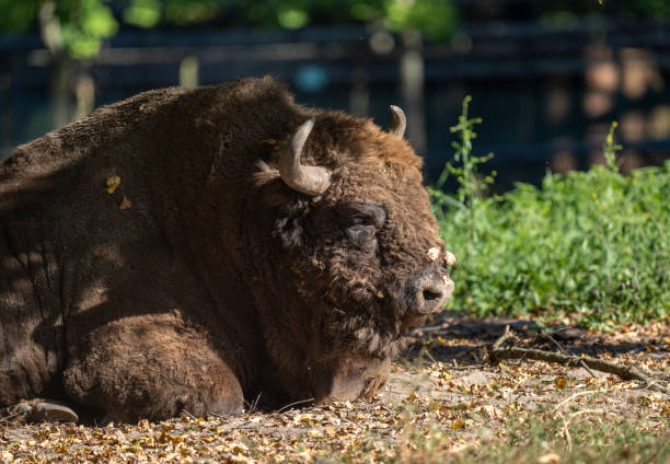 Yak is a large animal in Tibetan high land. It is resistant to very low temperature.White yak is grade I protected species of China. White yak is very popular with the tibetans,It is a symbol of good luck and happy.