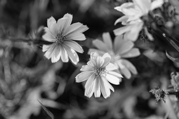 istock Delicate flowers in black and white 2178003668